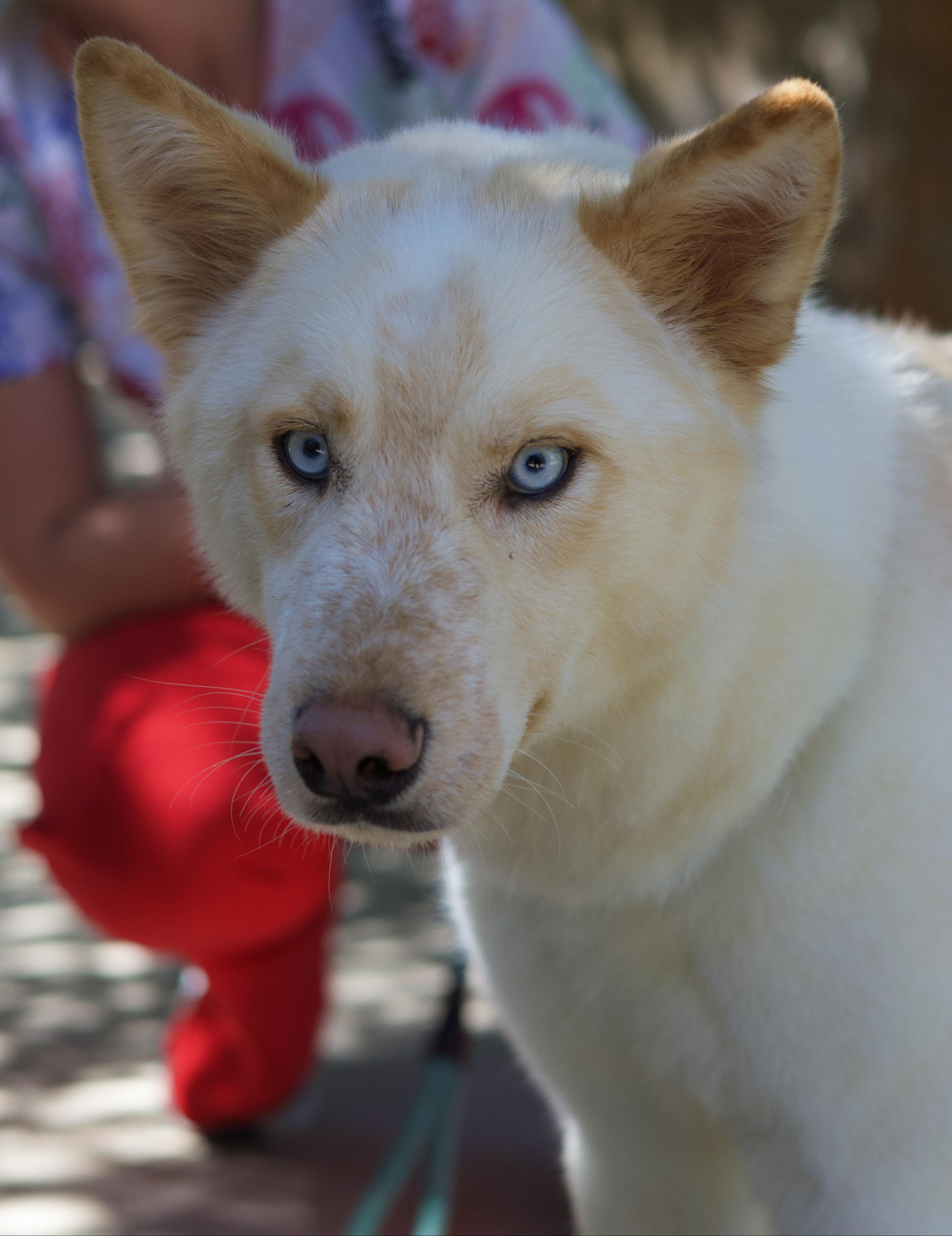 Kolton, Adoptable, Young Male Siberian Husky.