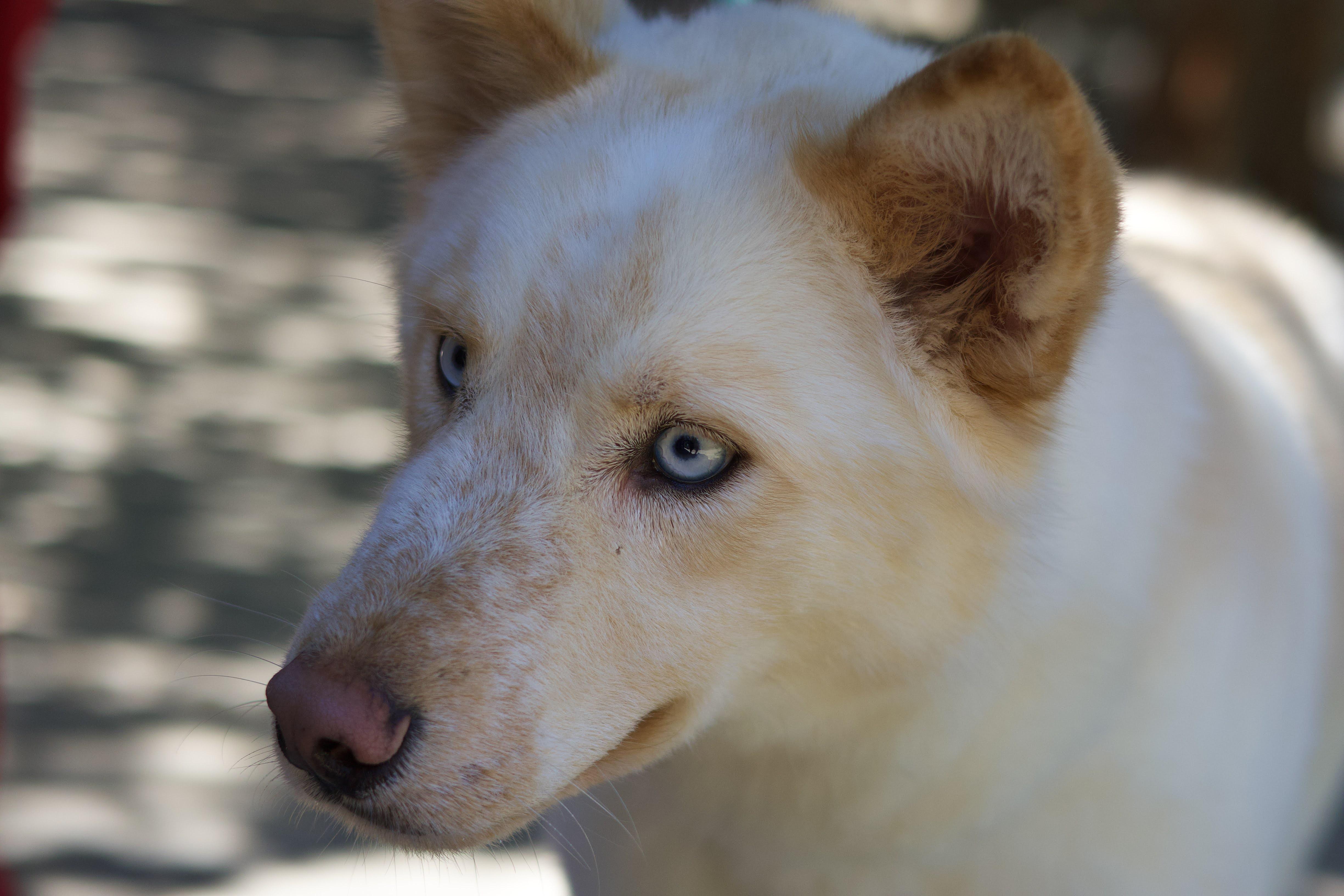 Kolton, a Adoptable Siberian Husky in Phoenix, AZ image 2/3