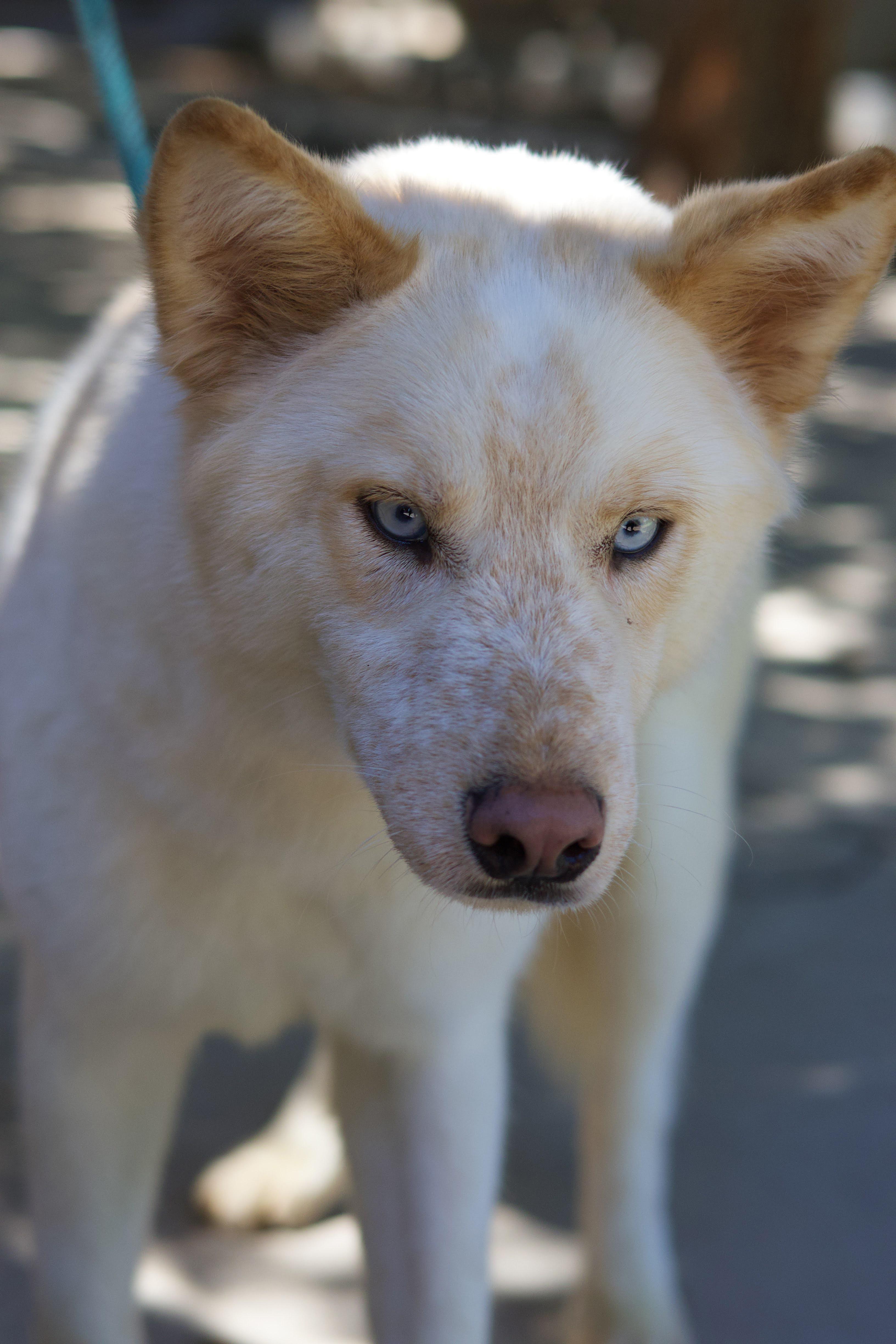 Kolton, a Adoptable Siberian Husky in Phoenix, AZ image 3/3