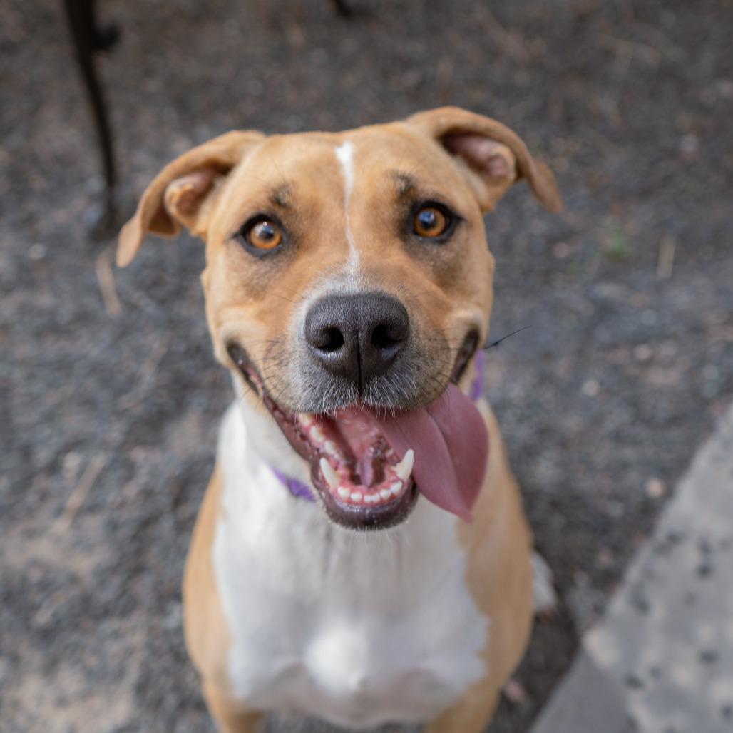 Poppy, a Adoptable mixed breed in Cheyenne, WY image 1/3