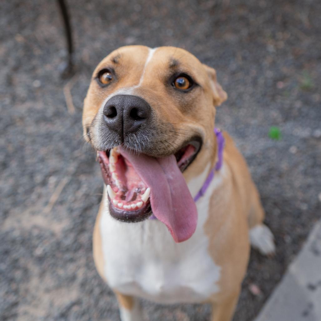 Poppy, a Adoptable mixed breed in Cheyenne, WY image 2/3