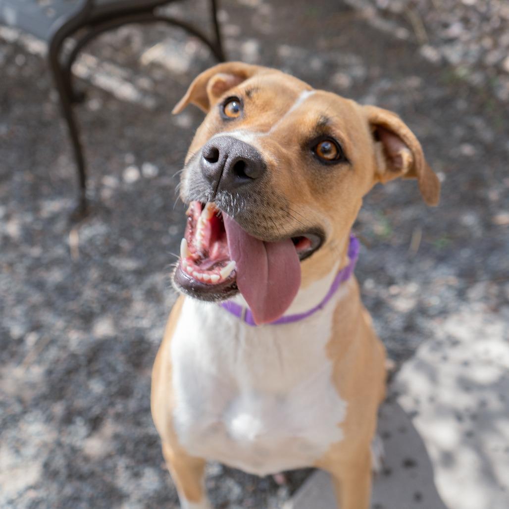 Poppy, a Adoptable mixed breed in Cheyenne, WY image 3/3