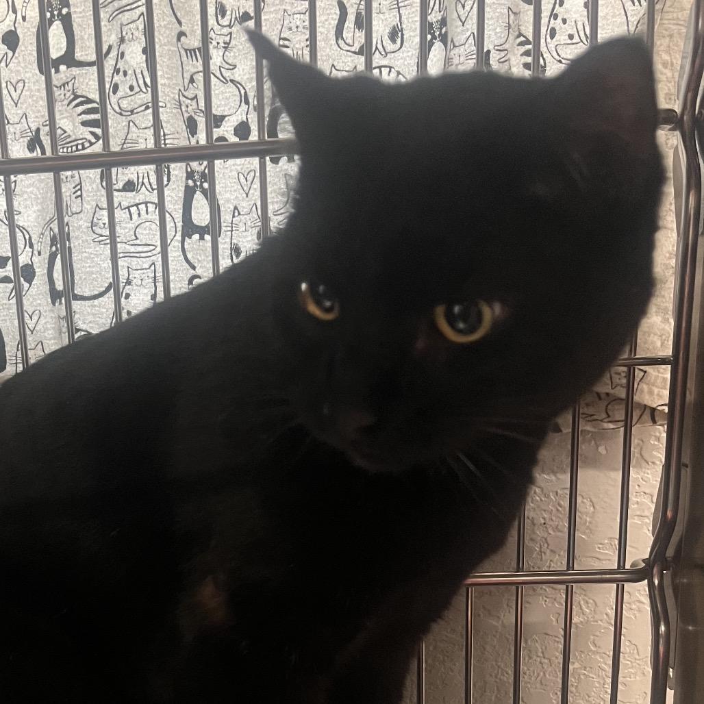 Percy, ADOPTABLE, Adult Male Domestic Short Hair.