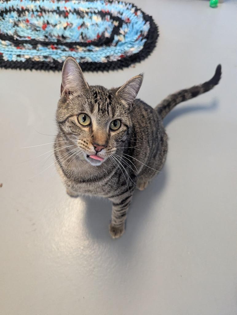 Trish, Adoptable, Young Female Domestic Short Hair.