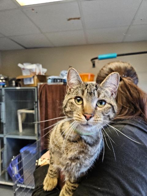 Enlarge Trish, a Adoptable mixed breed in Barron, WI image 2/4