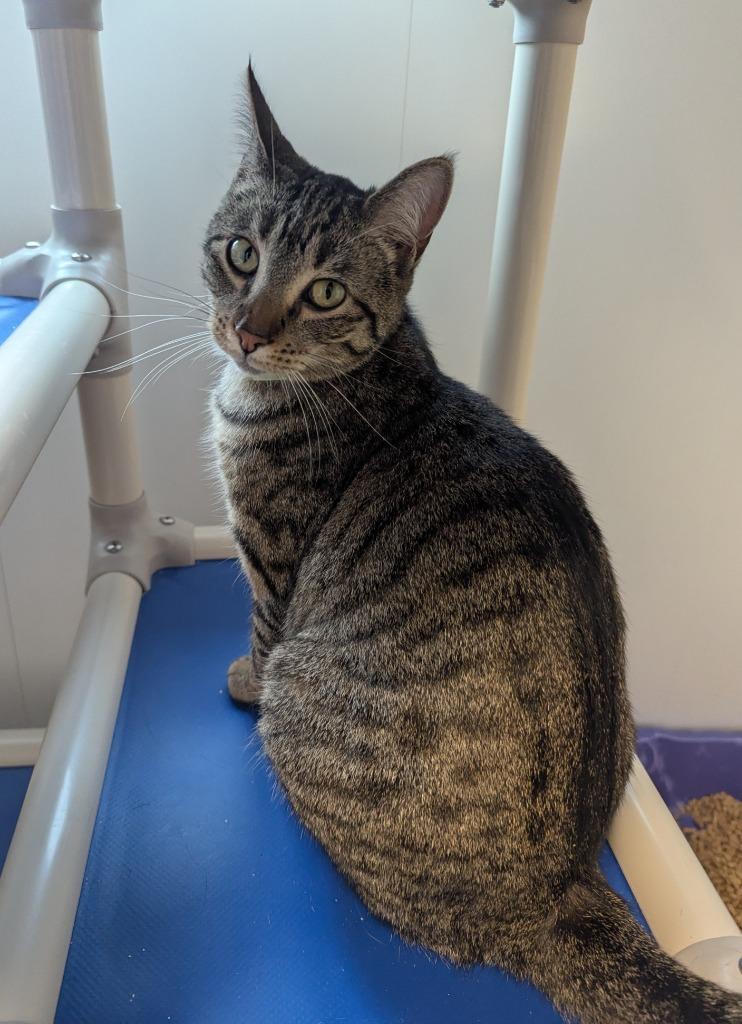 Enlarge Trish, a Adoptable mixed breed in Barron, WI image 3/4