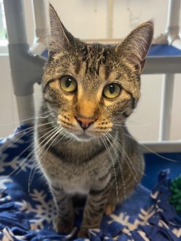 Enlarge Trish, a Adoptable mixed breed in Barron, WI image 4/4