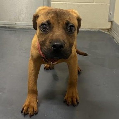 Enlarge Kiba, an adopted Mixed Breed in Converse, TX image 1/1