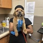 Harper 60324983, adopted, Puppy Female Mountain Cur.