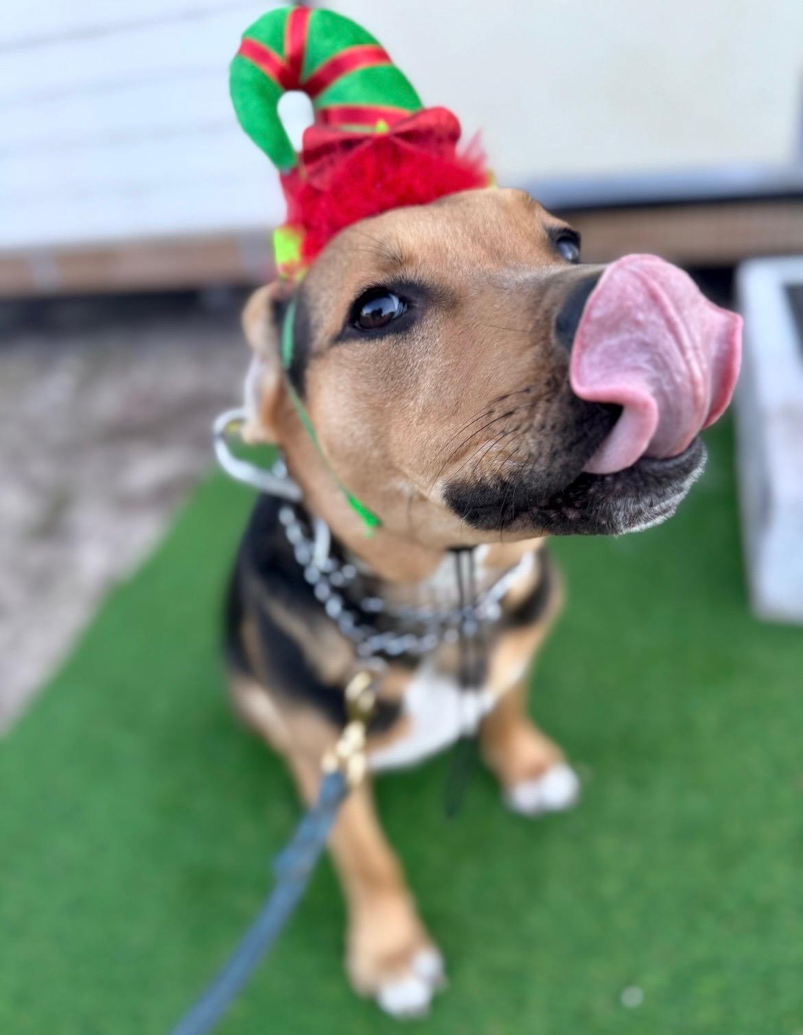 Enlarge Tank, a Adoptable mixed breed in Tavares, FL image 5/6