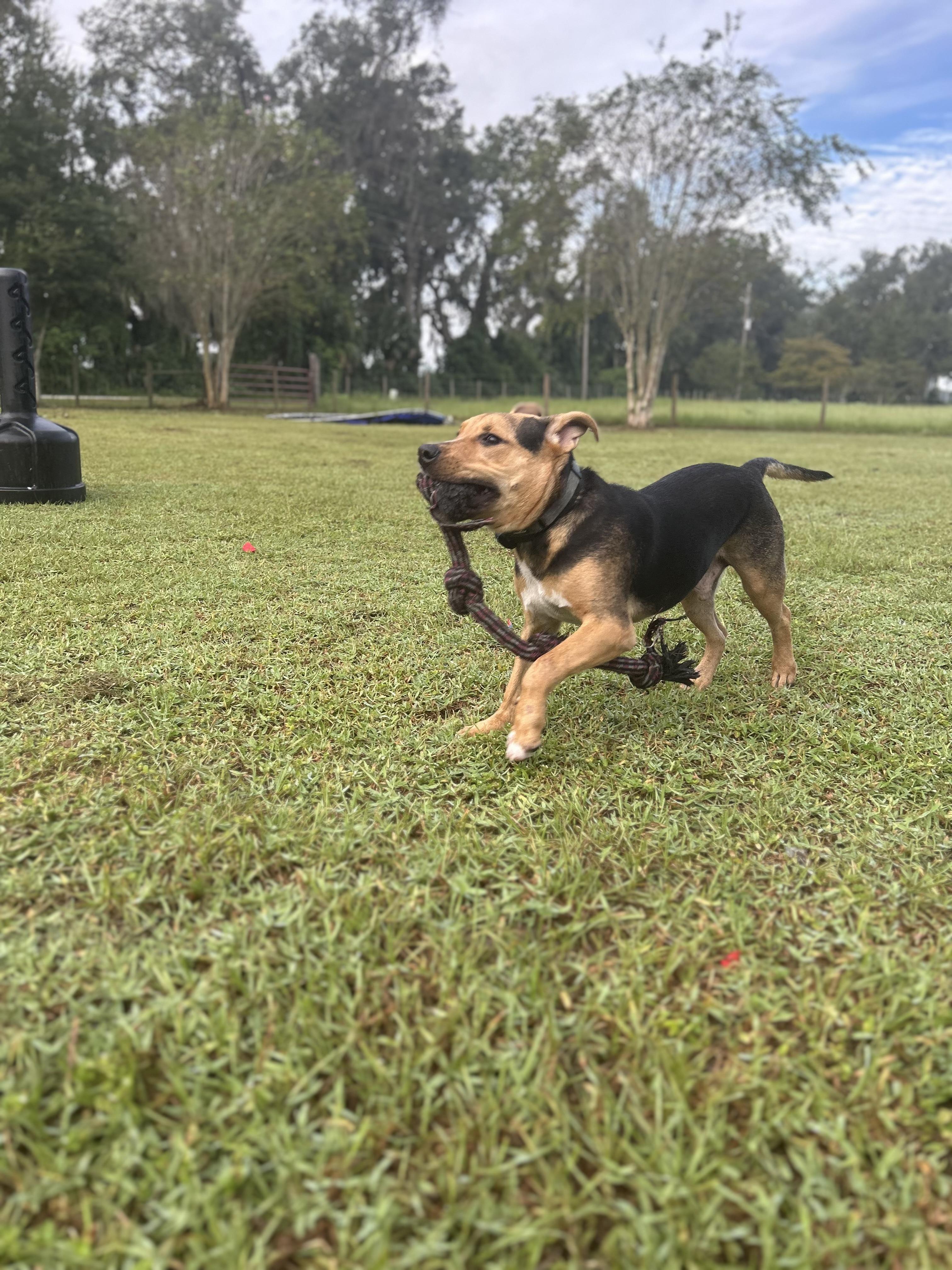 Enlarge Tank, a Adoptable mixed breed in Tavares, FL image 4/6