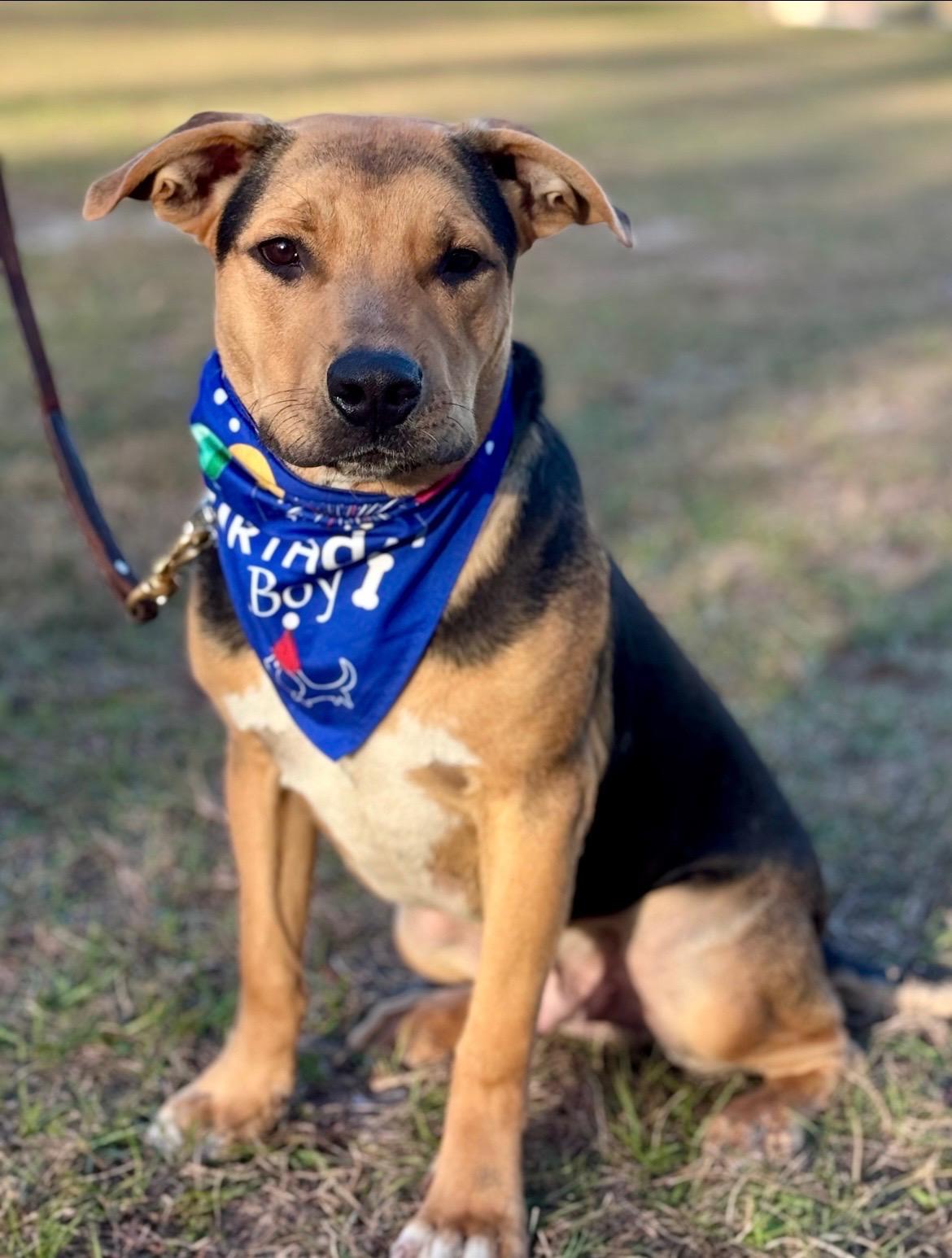 Enlarge Tank, a Adoptable mixed breed in Tavares, FL image 2/6