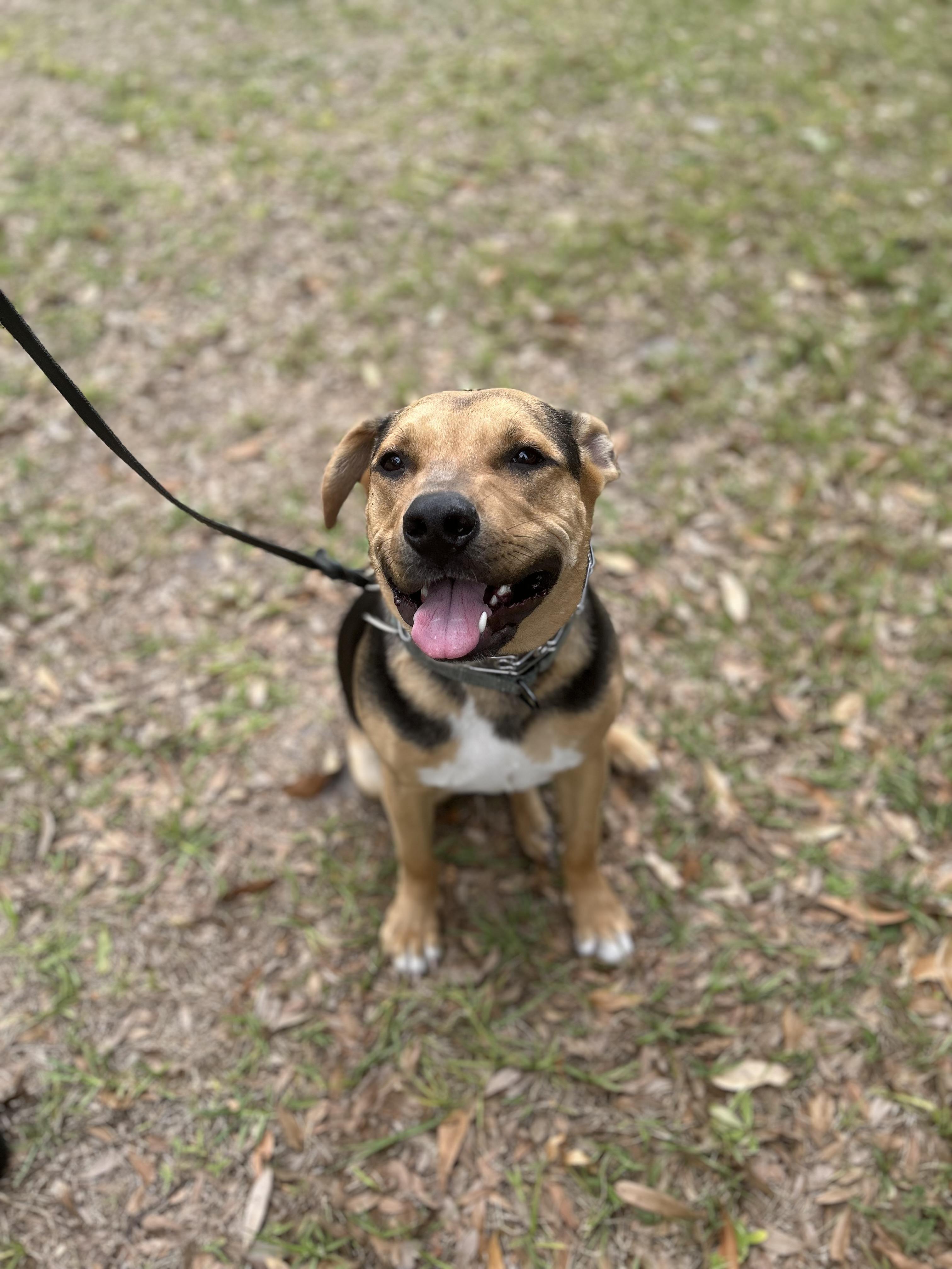 Enlarge Tank, a Adoptable mixed breed in Tavares, FL image 3/6