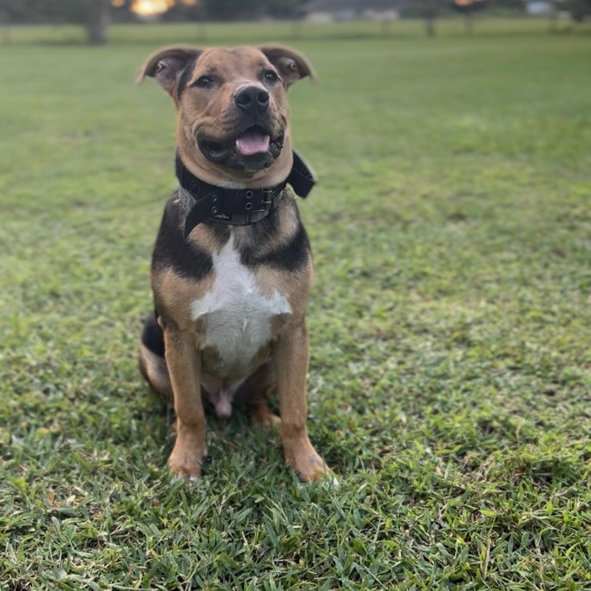 Tank, Adoptable, Young Male American Staffordshire Terrier.