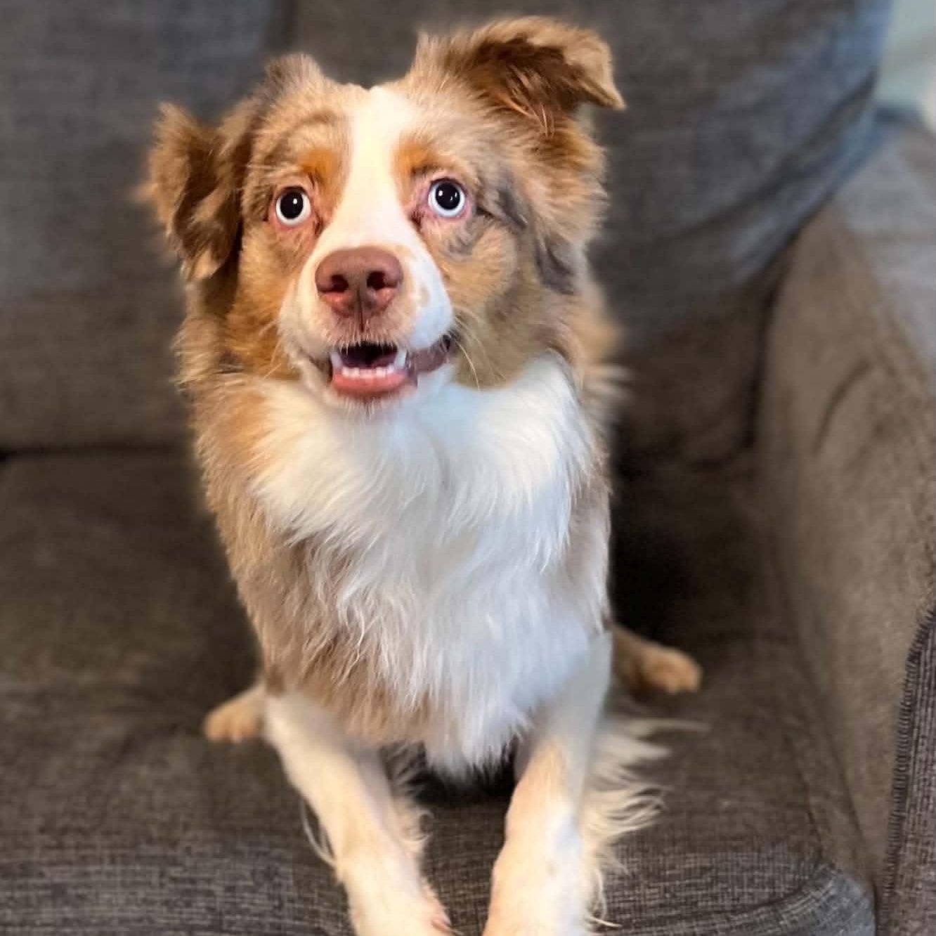 Enlarge Arlo, a Adoptable Australian Shepherd in Tylertown, MS image 2/2