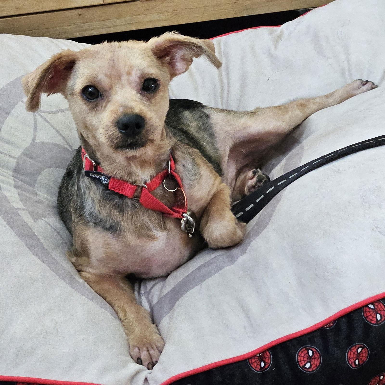 Vigo, Adoptable, Adult Male Yorkshire Terrier.