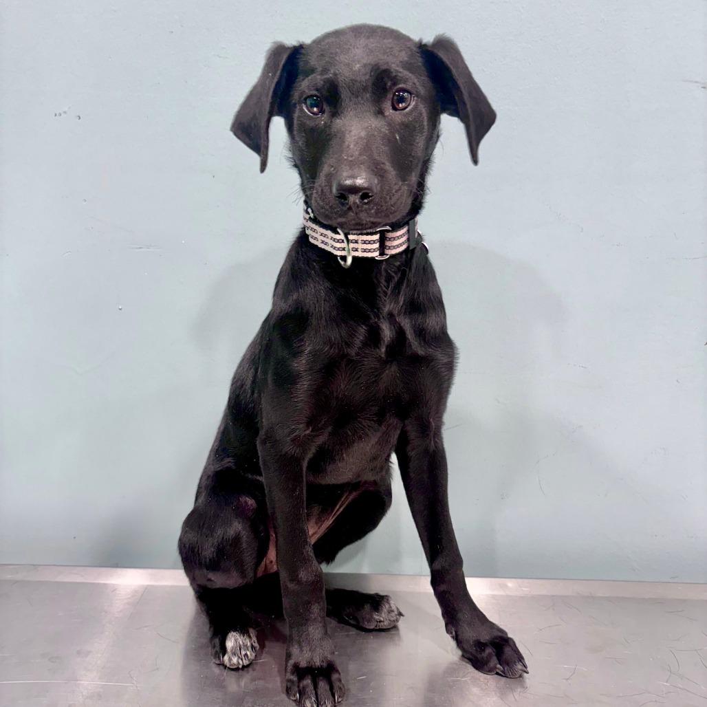 Enlarge Stella, a Adoptable mixed breed in Portland, OR image 1/4