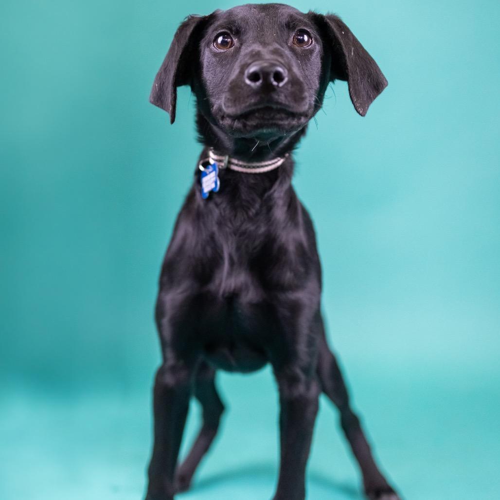 Enlarge Stella, a Adoptable mixed breed in Portland, OR image 3/4