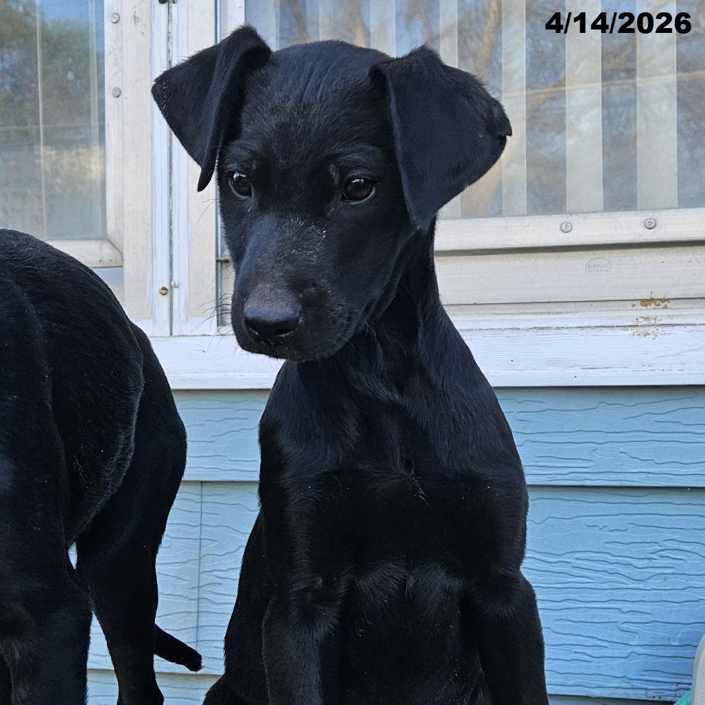 Enlarge Stella, a Adoptable mixed breed in Portland, OR image 4/4