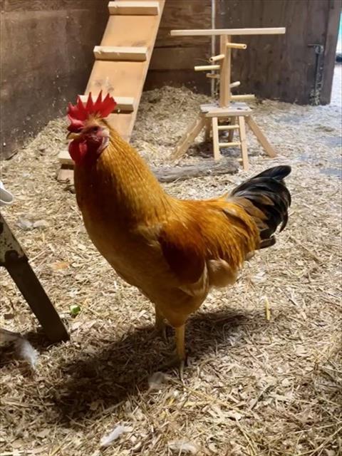 CLYDE, Adoptable, Young Male Chicken.