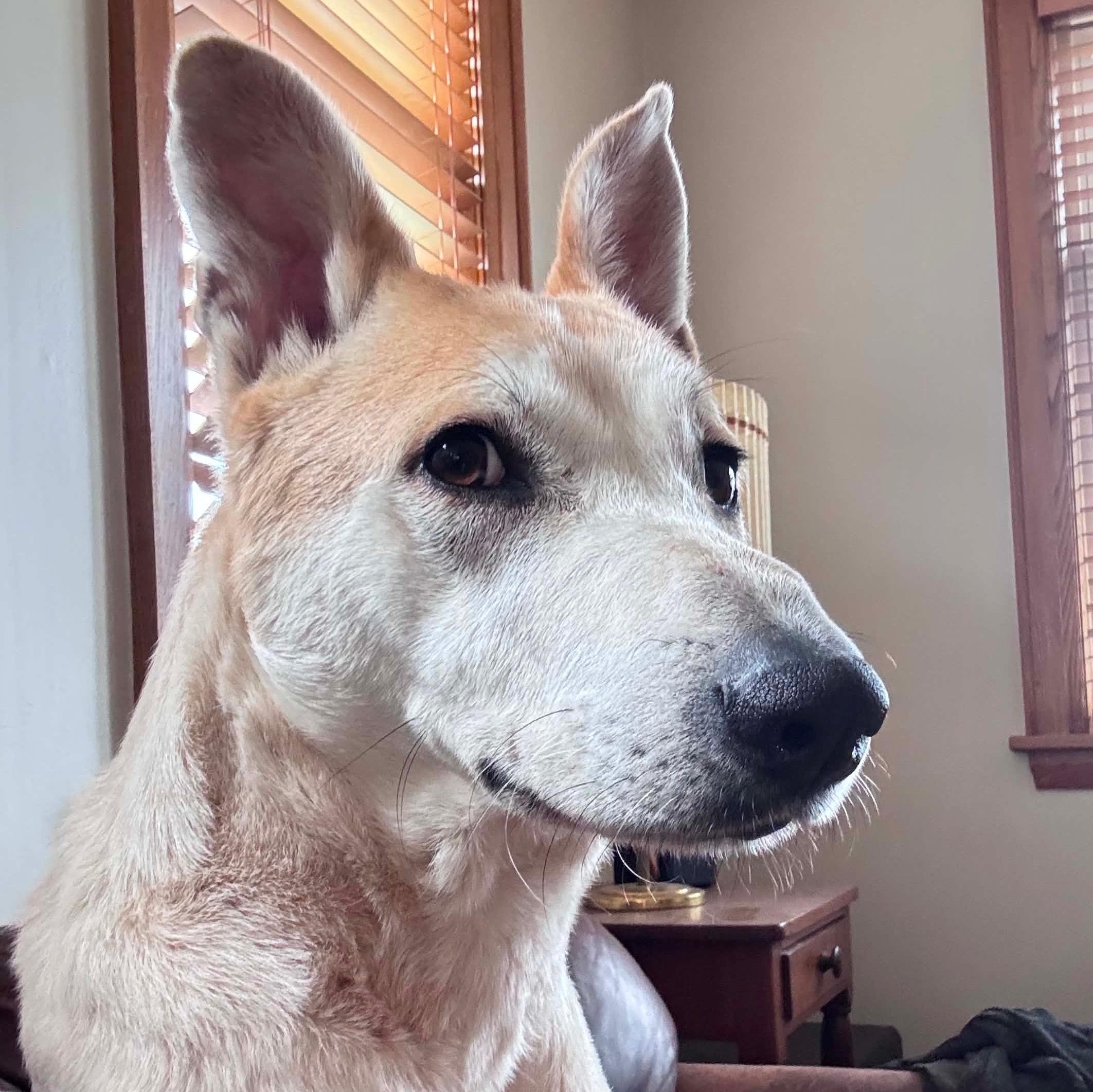 Enlarge Frosty, a ADOPTABLE mixed breed in Scarborough, ON image 6/6