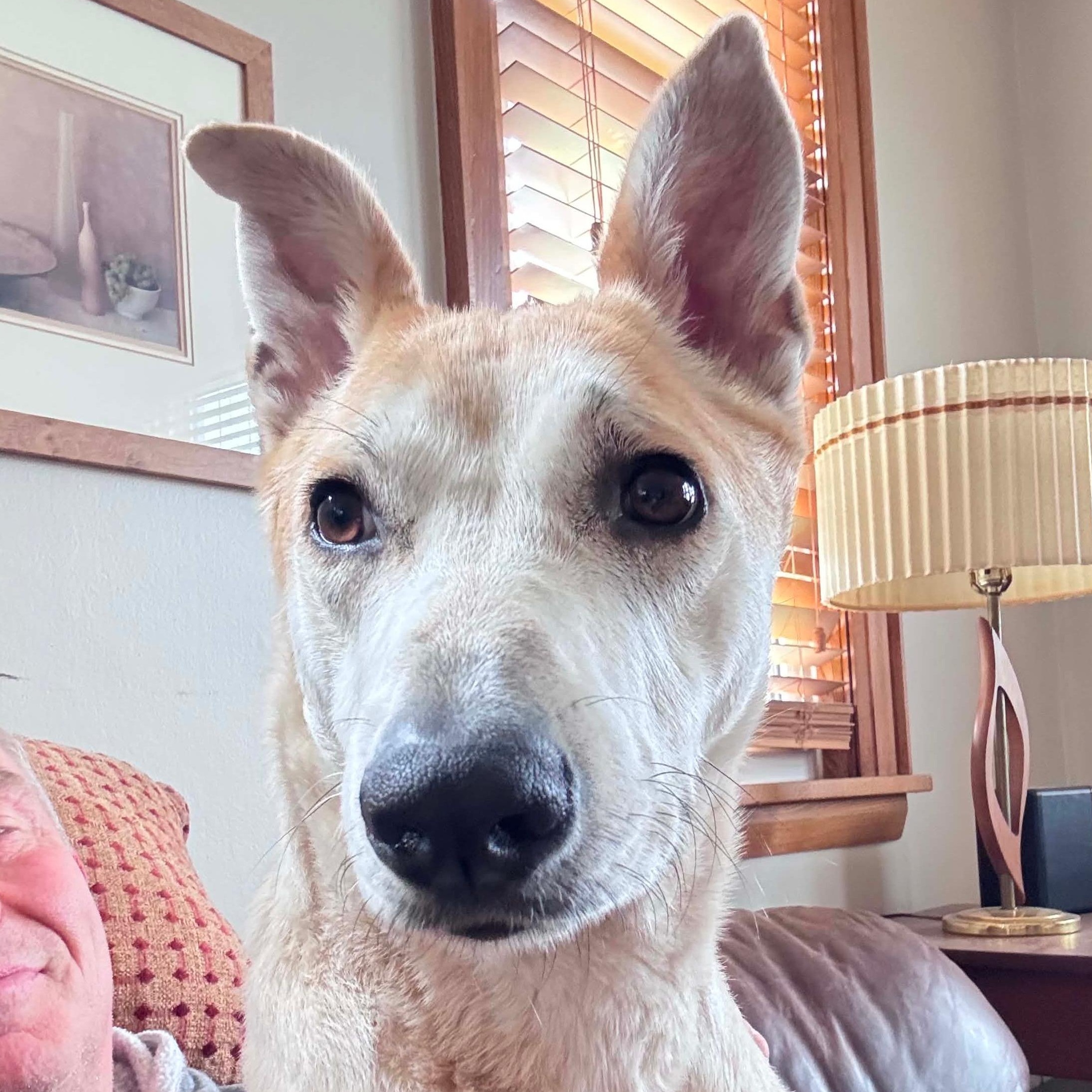 Enlarge Frosty, a ADOPTABLE mixed breed in Scarborough, ON image 5/6