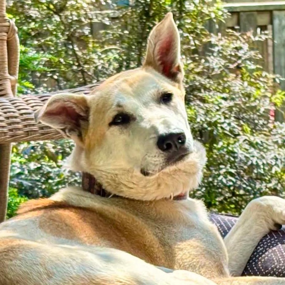 Enlarge Frosty, a ADOPTABLE mixed breed in Scarborough, ON image 1/6