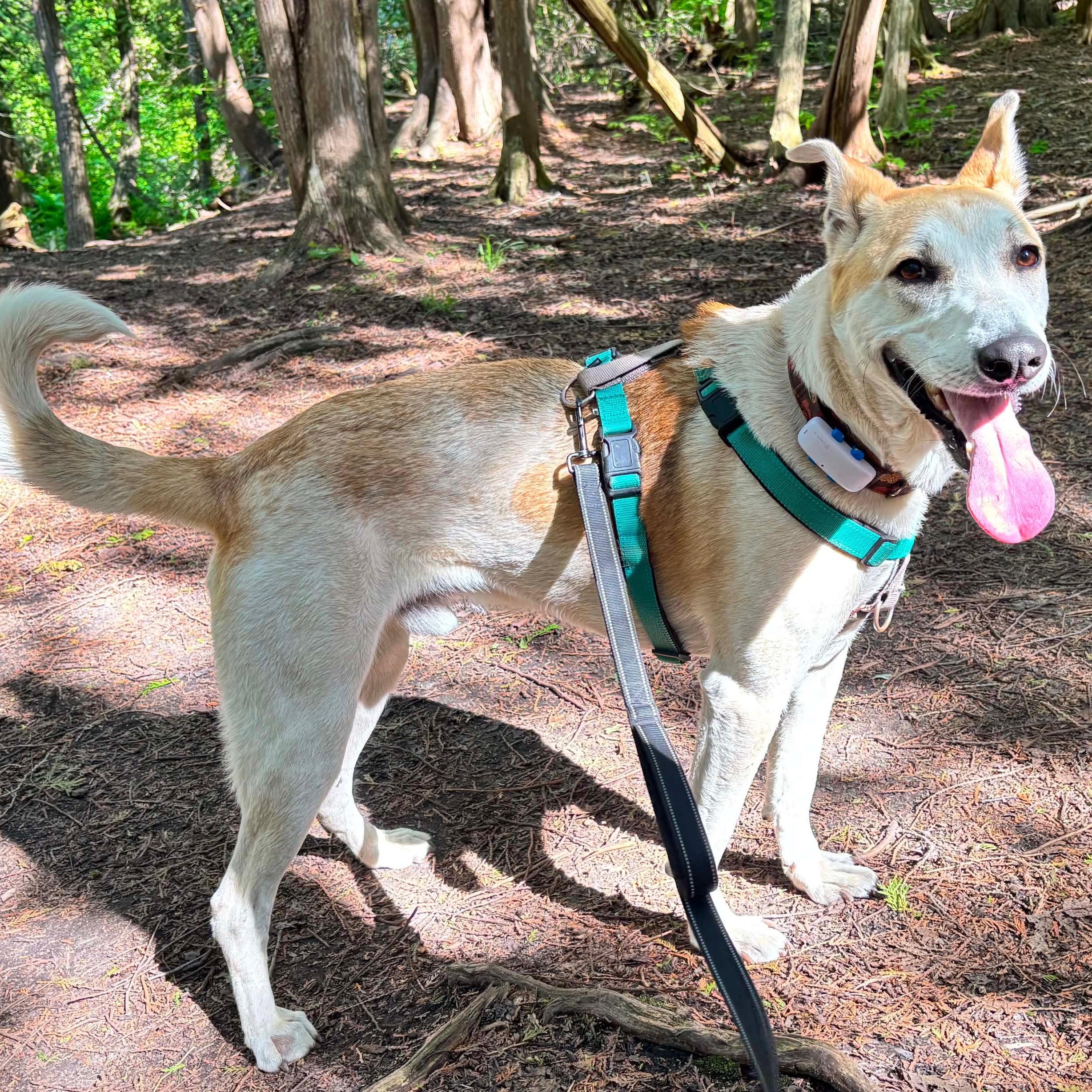 Enlarge Frosty, a ADOPTABLE mixed breed in Scarborough, ON image 3/6