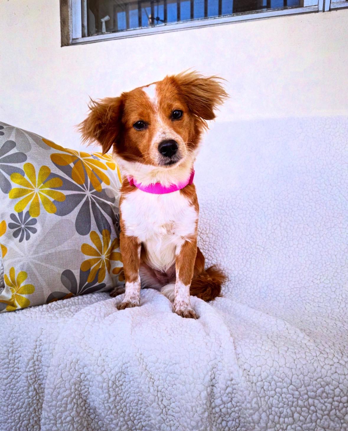 Kania, Adopted, Young Female Corgi.