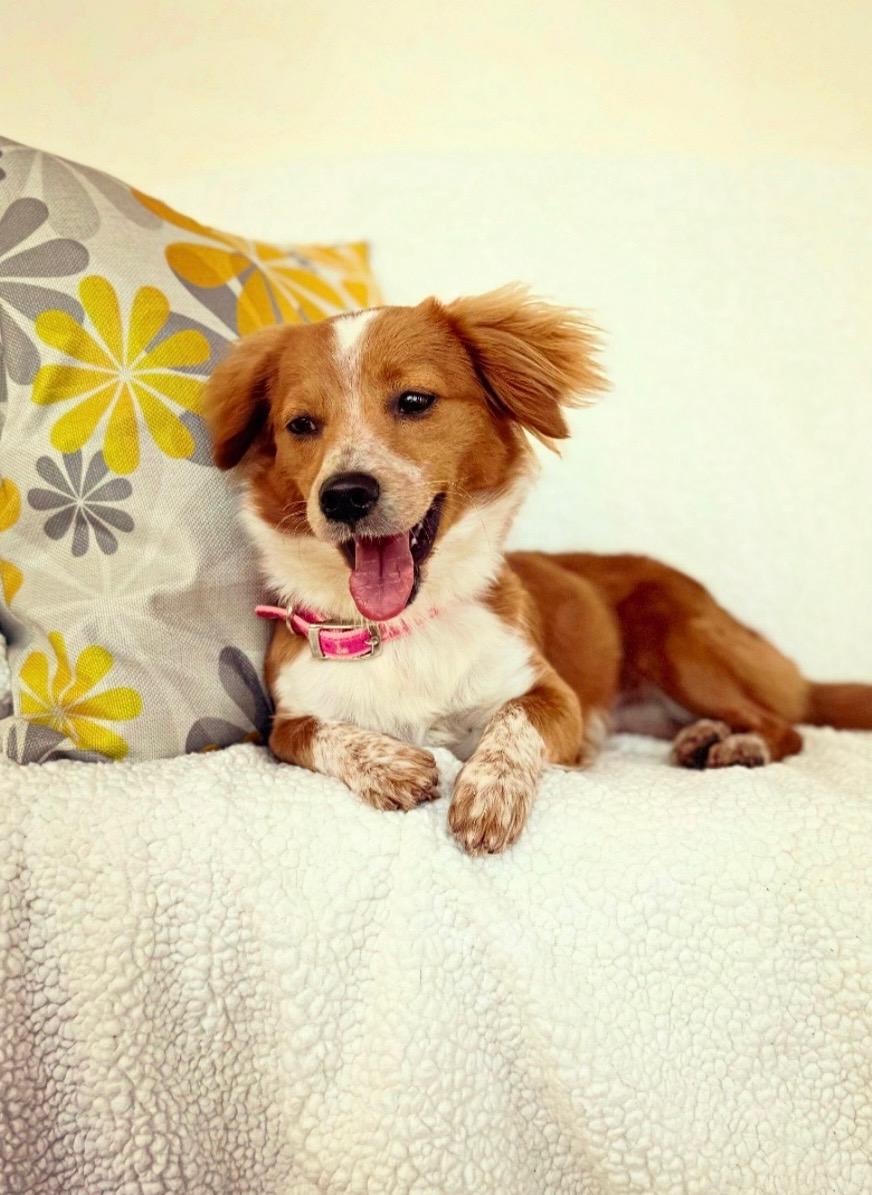 Enlarge Kania, a Adopted mixed breed in New York, NY image 4/4