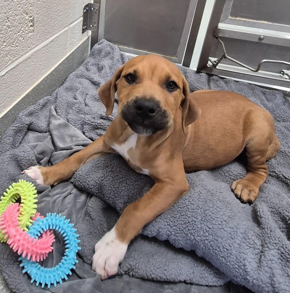 Enlarge Johnny “Cash-My-Biscuits” Growl, a Adoptable mixed breed in East Ridge, TN image 2/2
