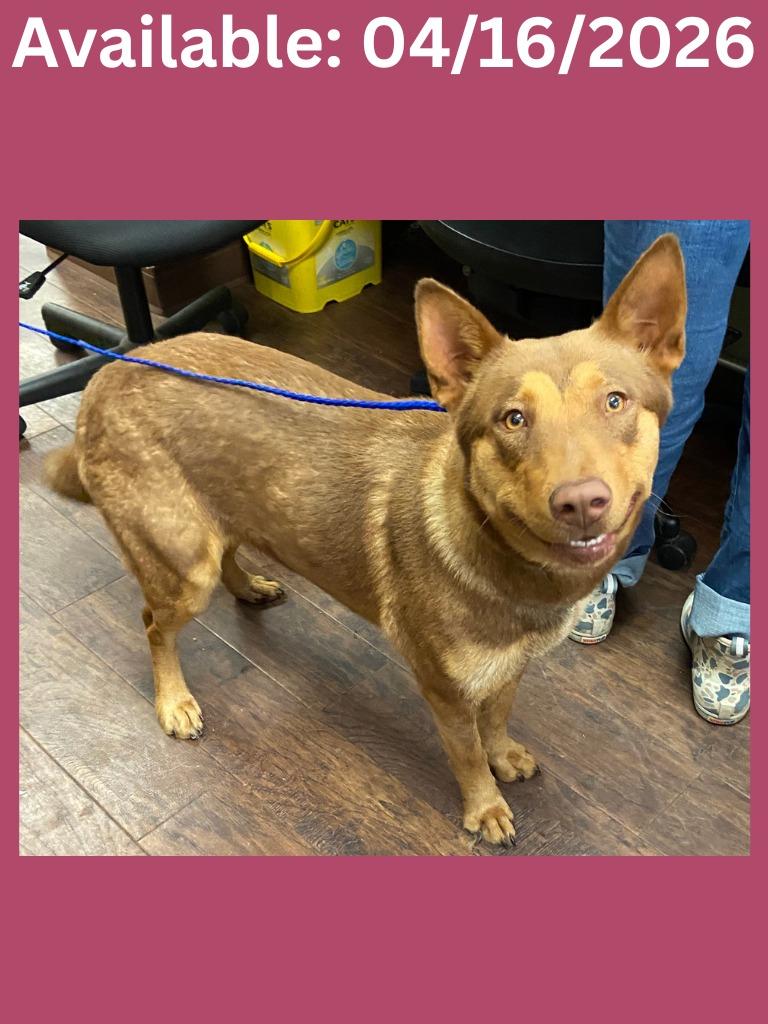 Enlarge Dog Kennel #32 Bella, a Adoptable mixed breed in Greenville, TX image 1/1
