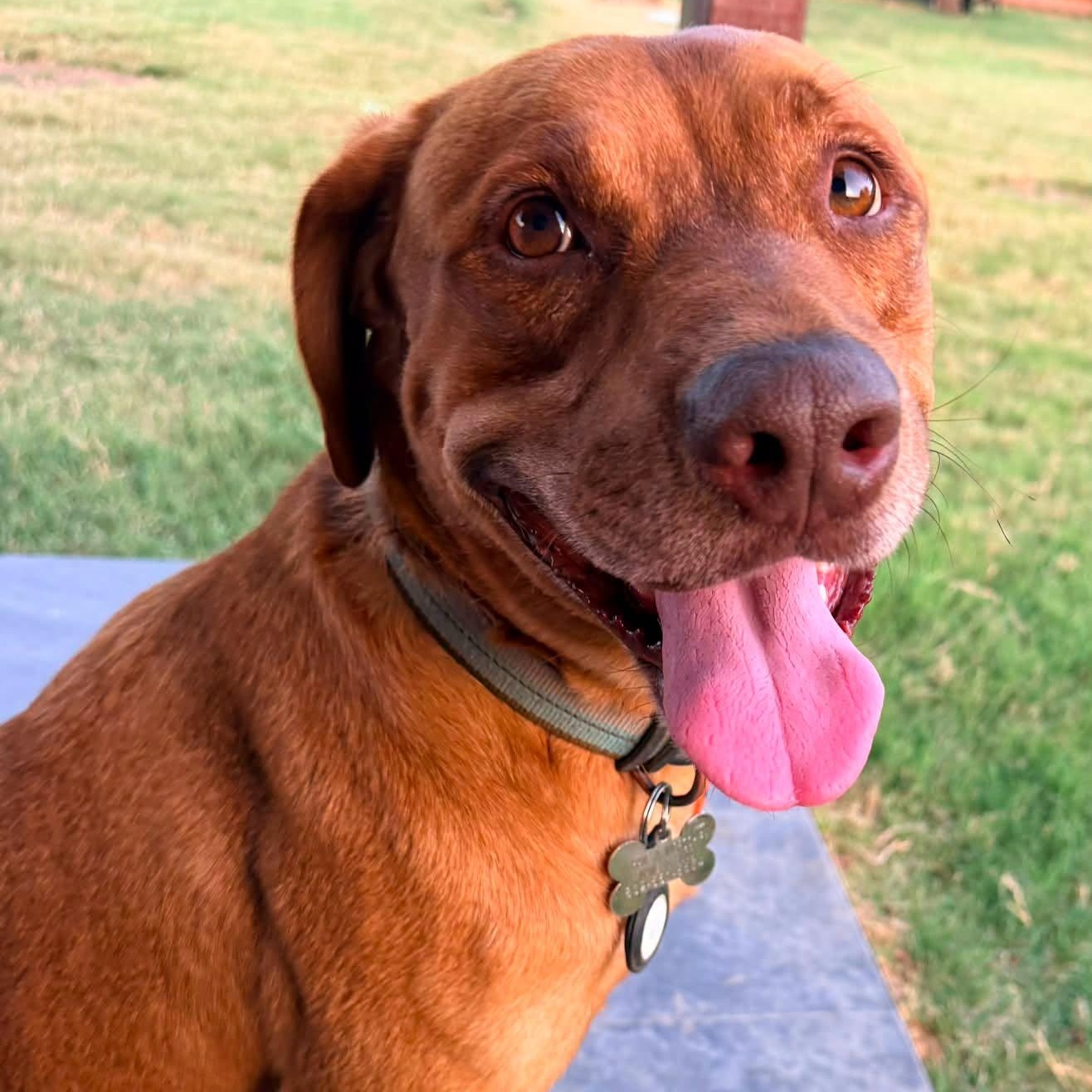 BUDDY, Adoptable, Adult Male Labrador Retriever & Rhodesian Ridgeback.
