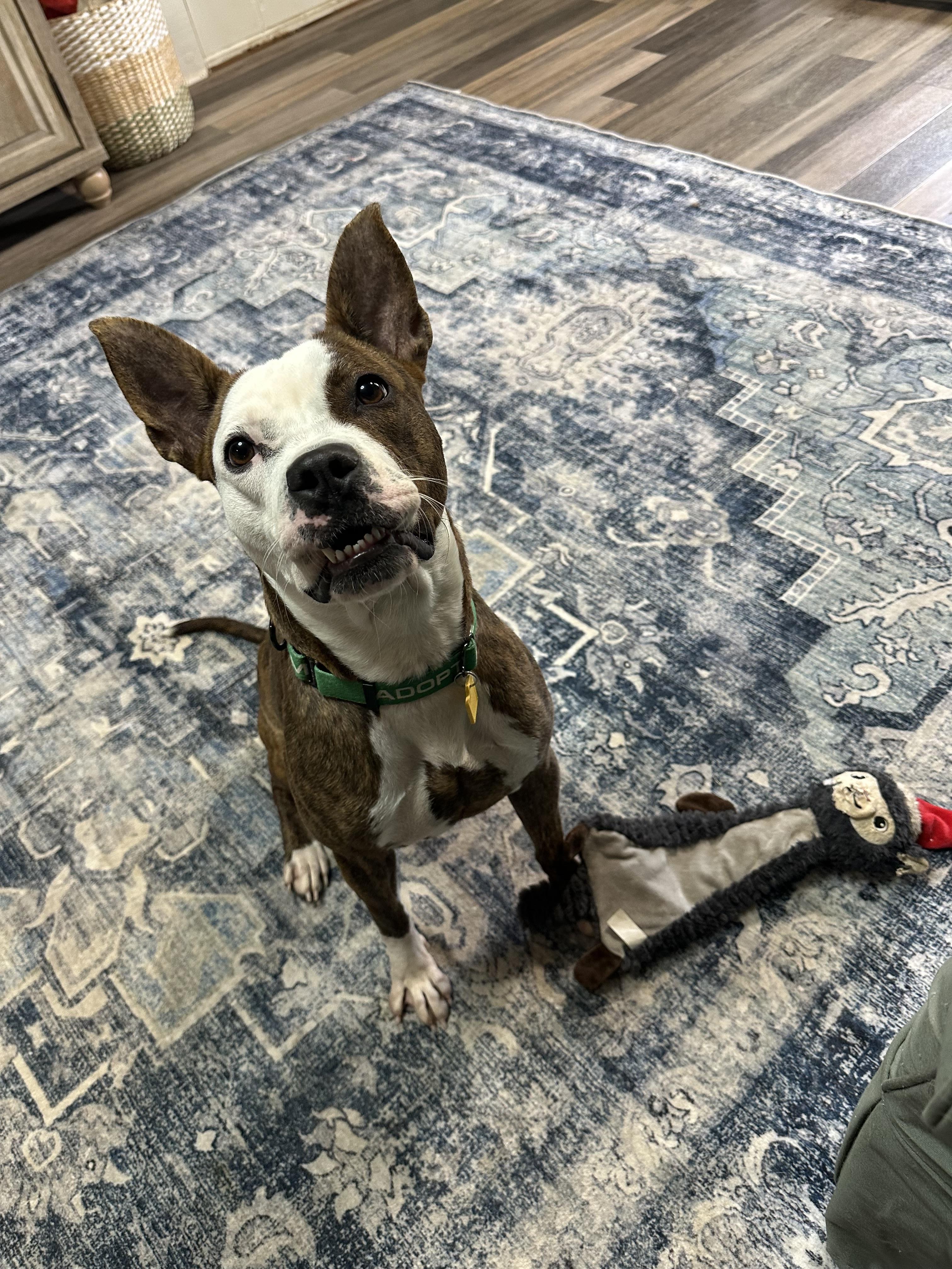 Enlarge Iris, a Adopted mixed breed in Greenwich, OH image 1/5