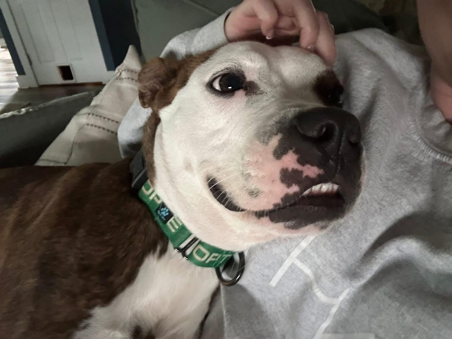 Enlarge Iris, a Adopted mixed breed in Greenwich, OH image 2/5