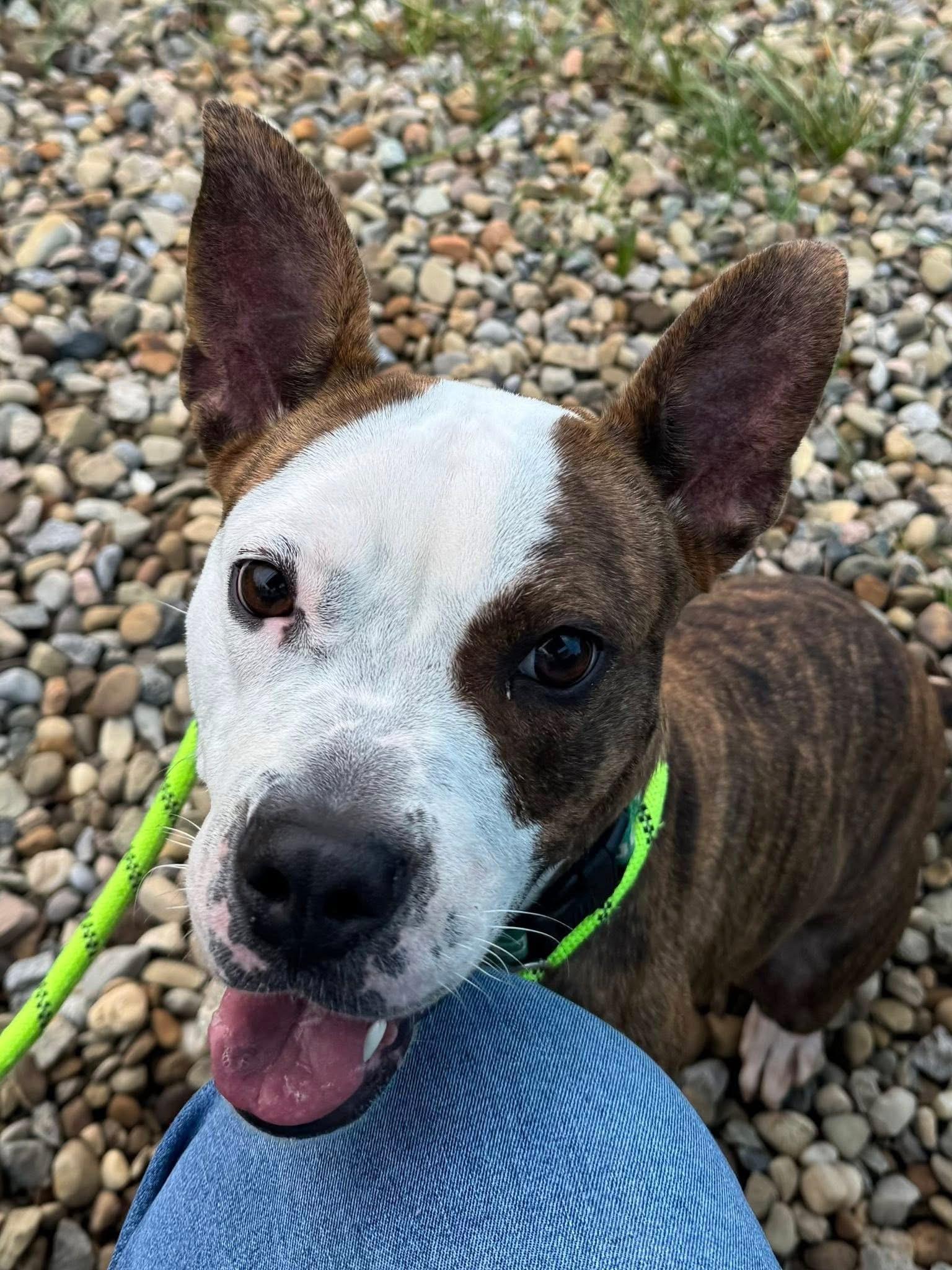 Enlarge Iris, a Adopted mixed breed in Greenwich, OH image 4/5