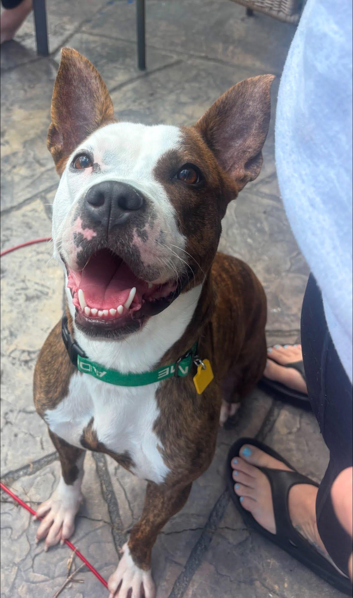 Enlarge Iris, a Adopted mixed breed in Greenwich, OH image 5/5