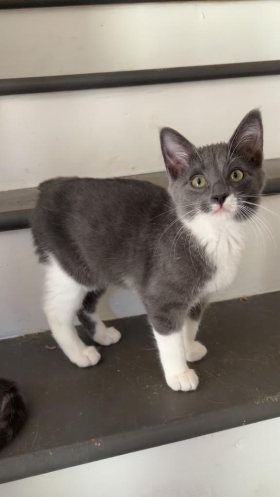 Silk, Adoptable, Kitten Female Domestic Short Hair.