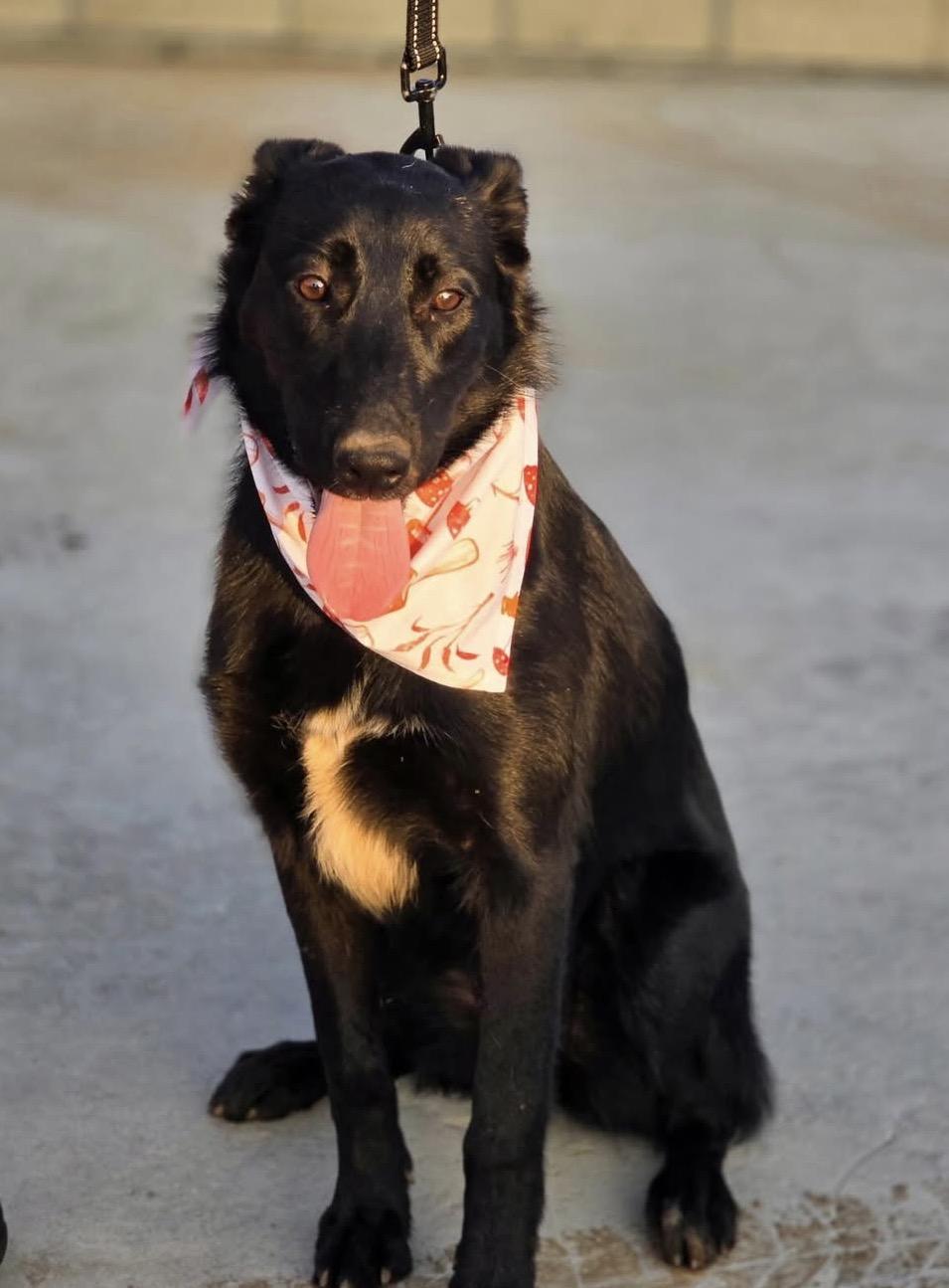 Enlarge Candy, a ADOPTABLE mixed breed in West Rosemount, MN image 3/4