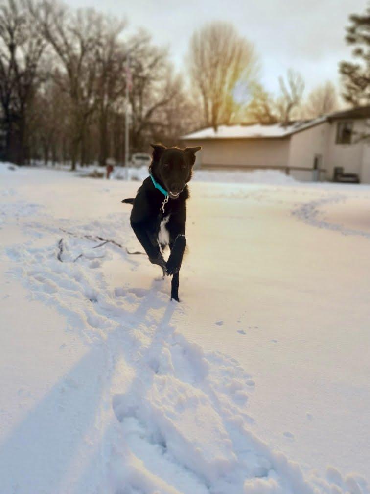 Enlarge Candy, a ADOPTABLE mixed breed in West Rosemount, MN image 1/4