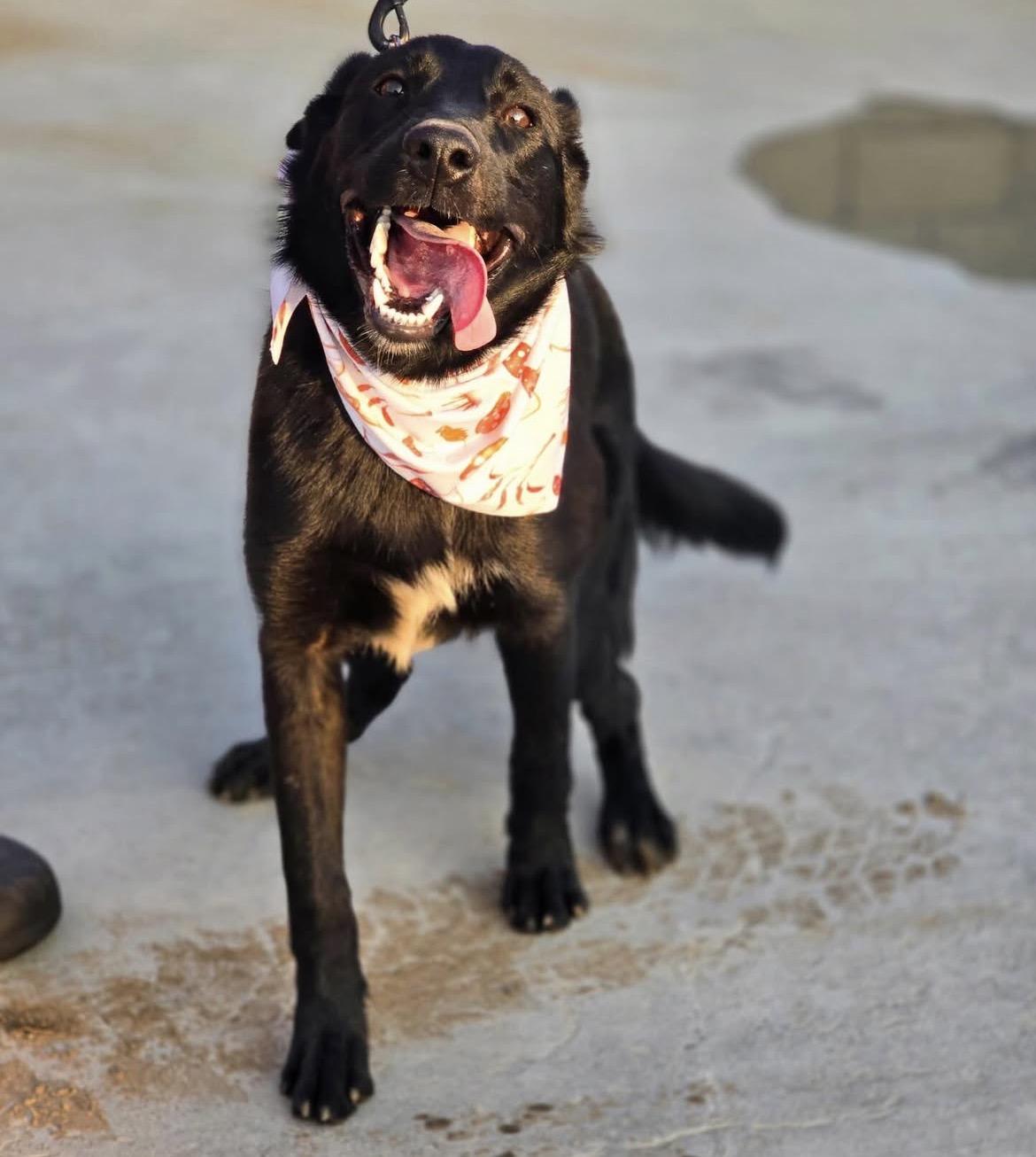 Enlarge Candy, a ADOPTABLE mixed breed in West Rosemount, MN image 2/4