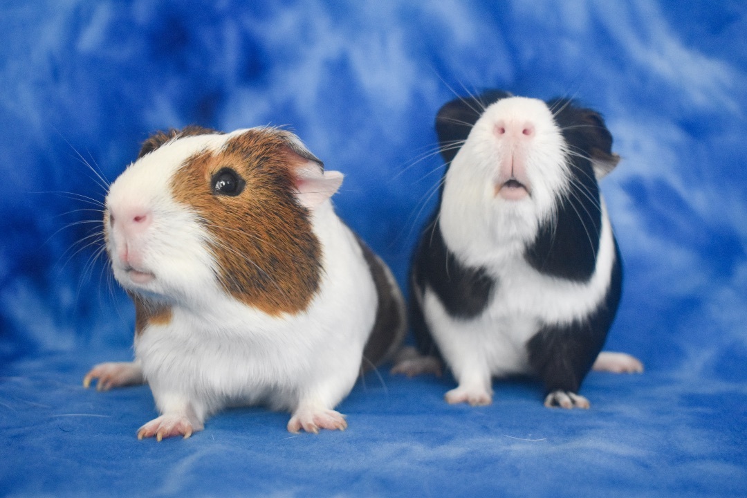 Milo and Ollie, Adoptable, Adult Male Guinea Pig & Short-Haired.