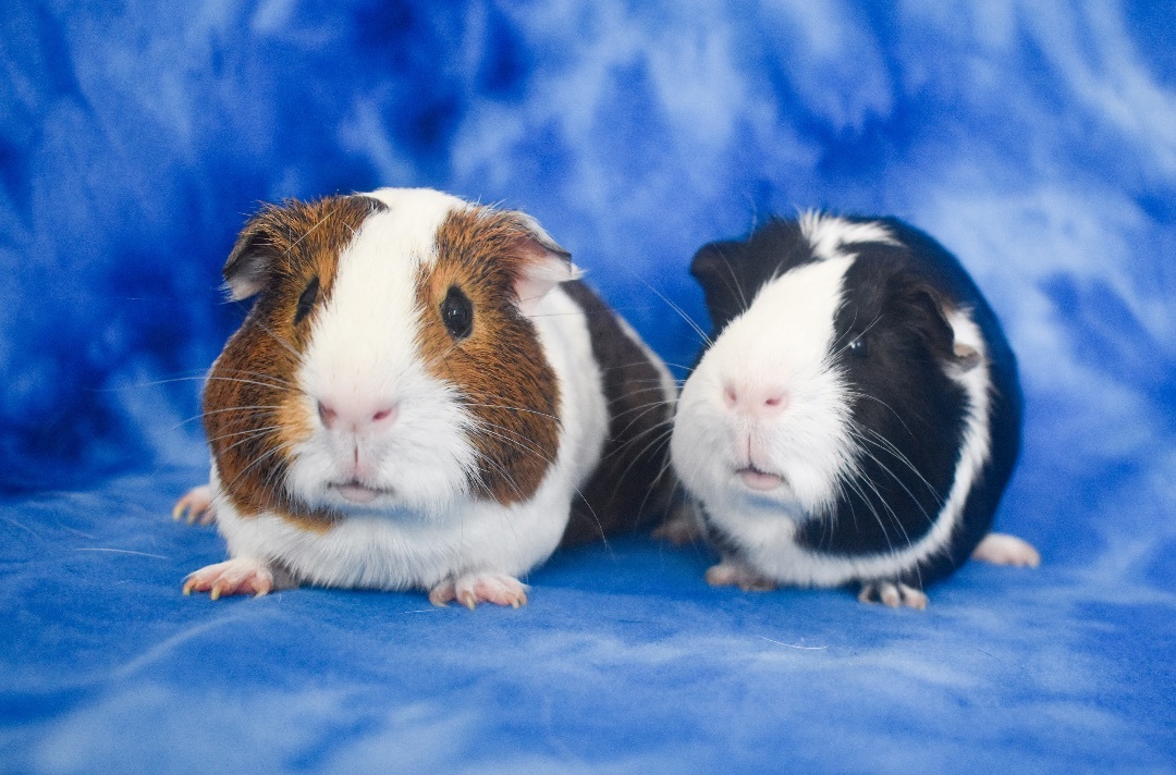 Enlarge Milo and Ollie, a Adoptable mixed breed in Walnut Grove, CA image 2/4