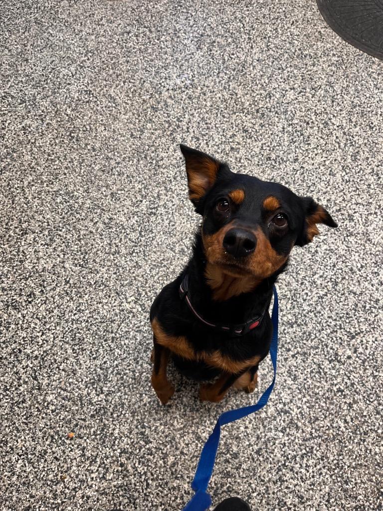 Perdita, Adoptable, Young Female English Shepherd.