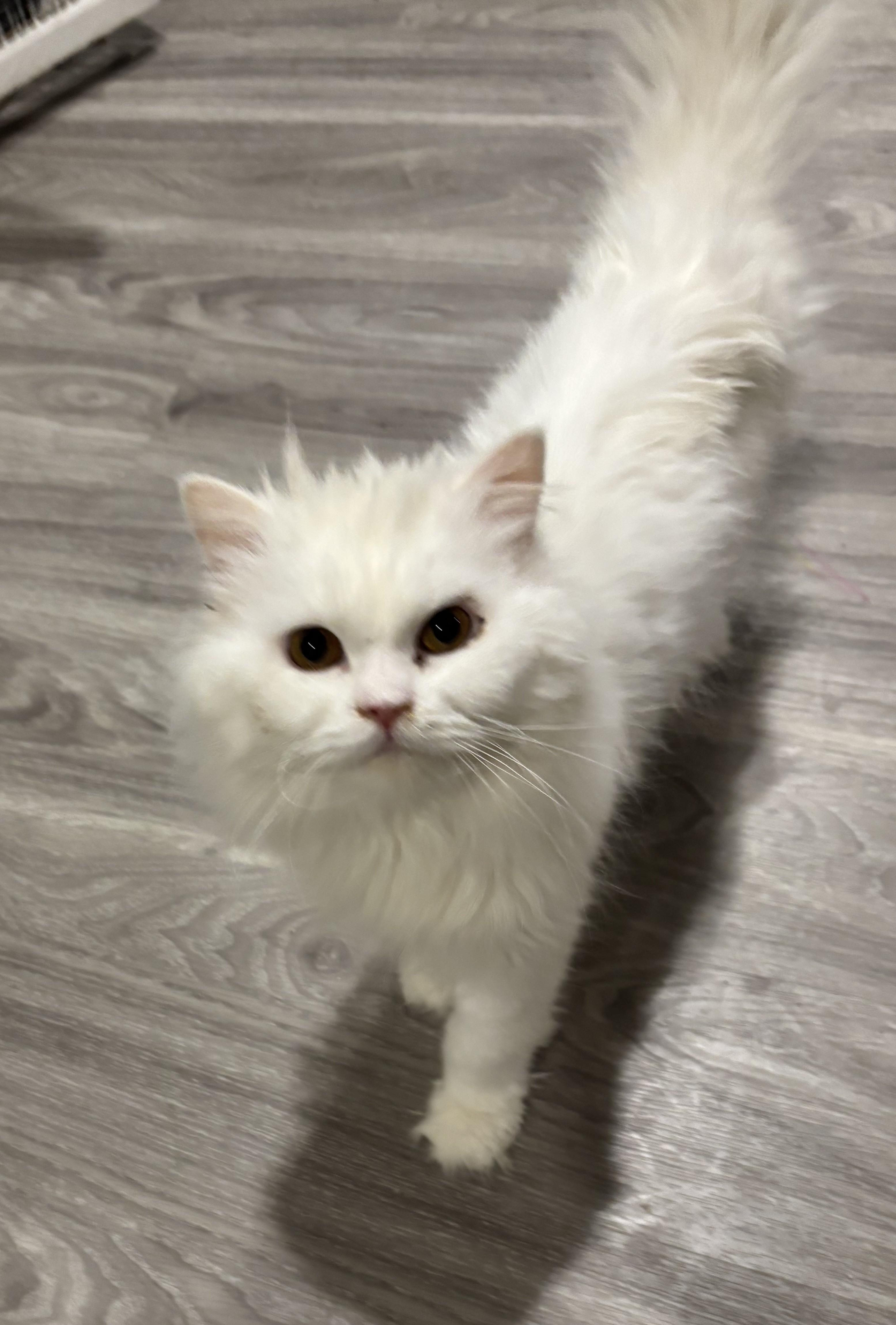 Enlarge Zosar (Persian), a ADOPTABLE Persian in Fairfax, VA image 4/4