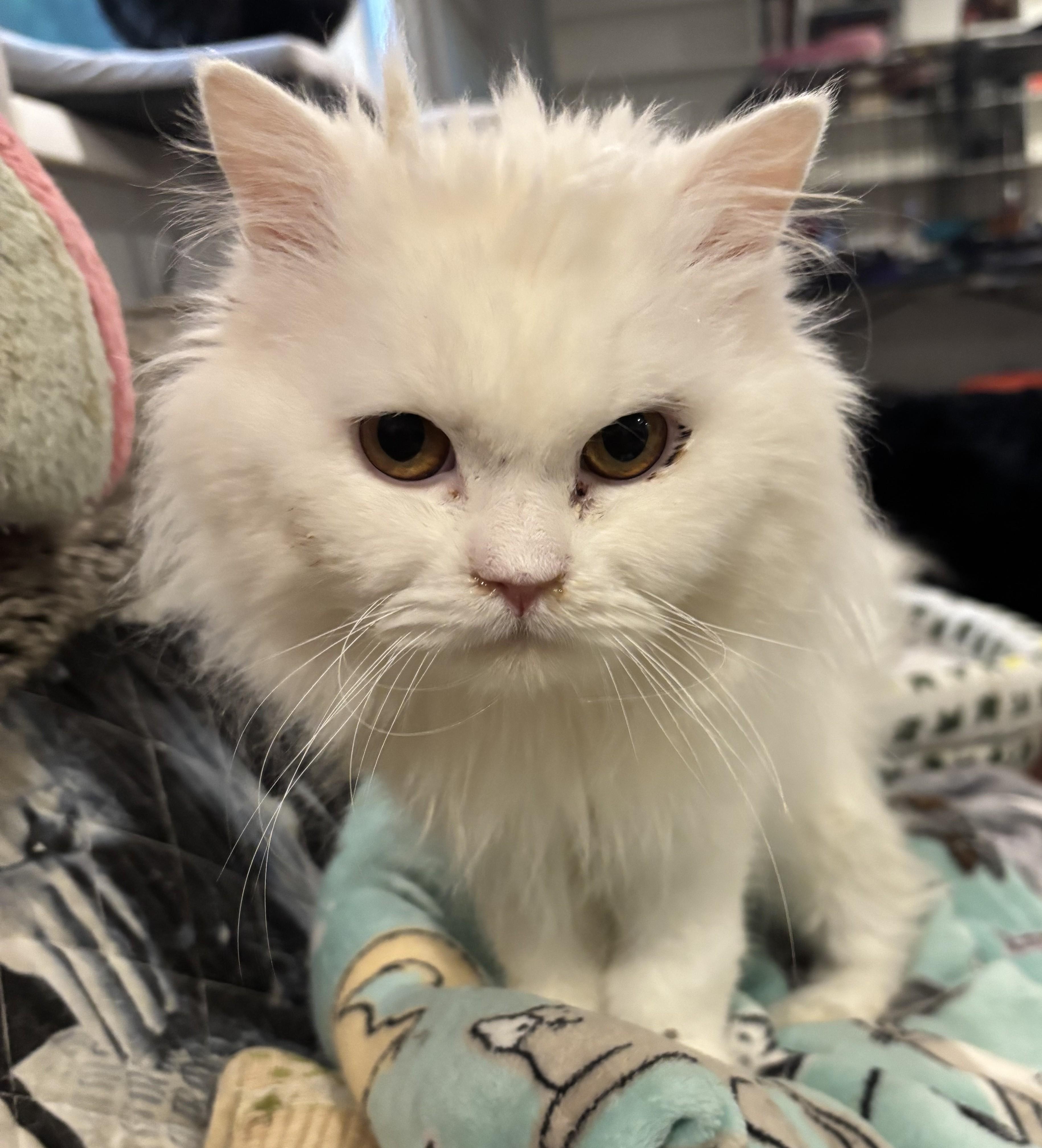 Zosar (Persian), ADOPTABLE, Young Male Persian.