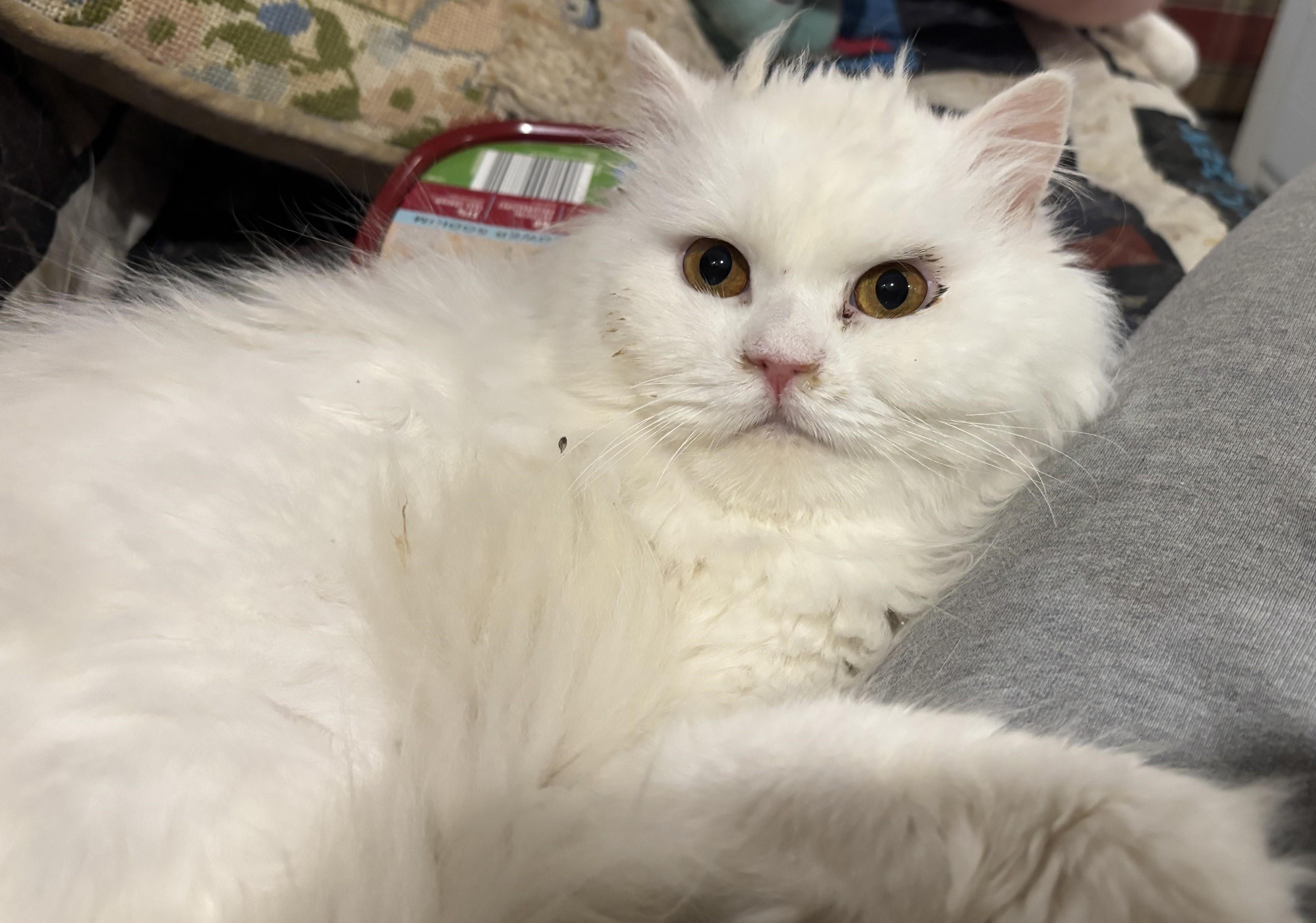 Enlarge Zosar (Persian), a ADOPTABLE Persian in Fairfax, VA image 3/4