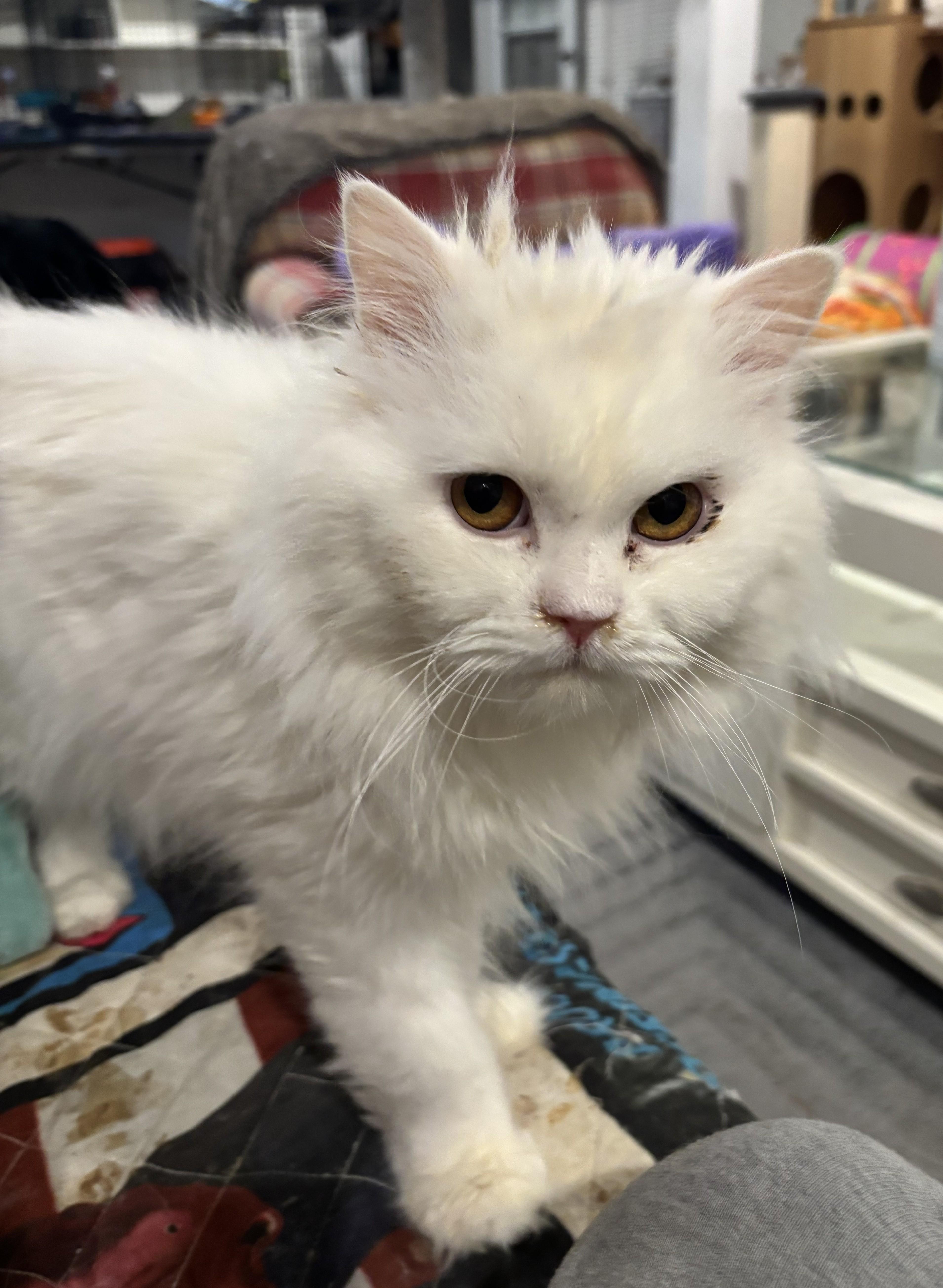 Enlarge Zosar (Persian), a ADOPTABLE Persian in Fairfax, VA image 2/4