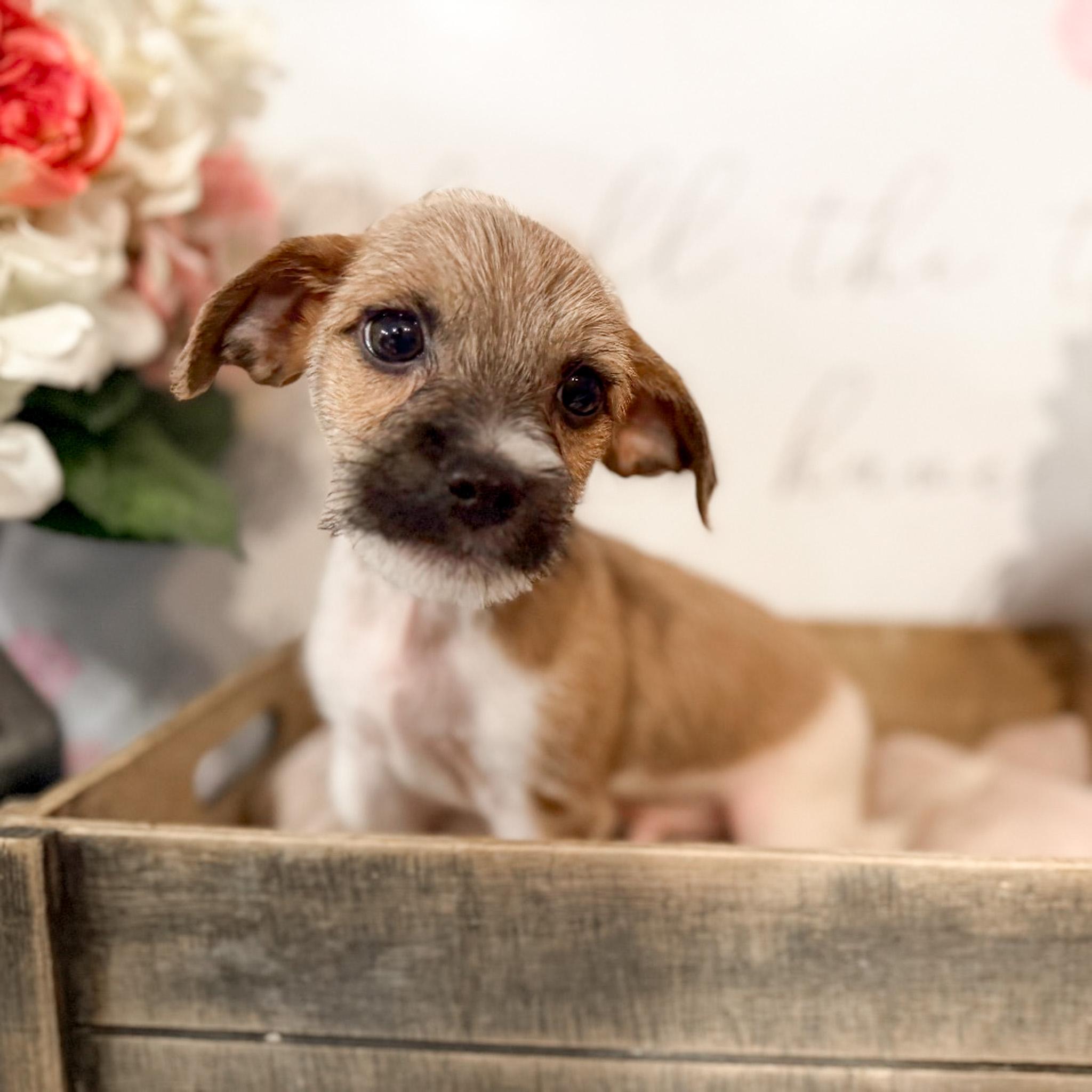 Piggy , ADOPTABLE, Puppy Male Jack Russell Terrier & Chihuahua.