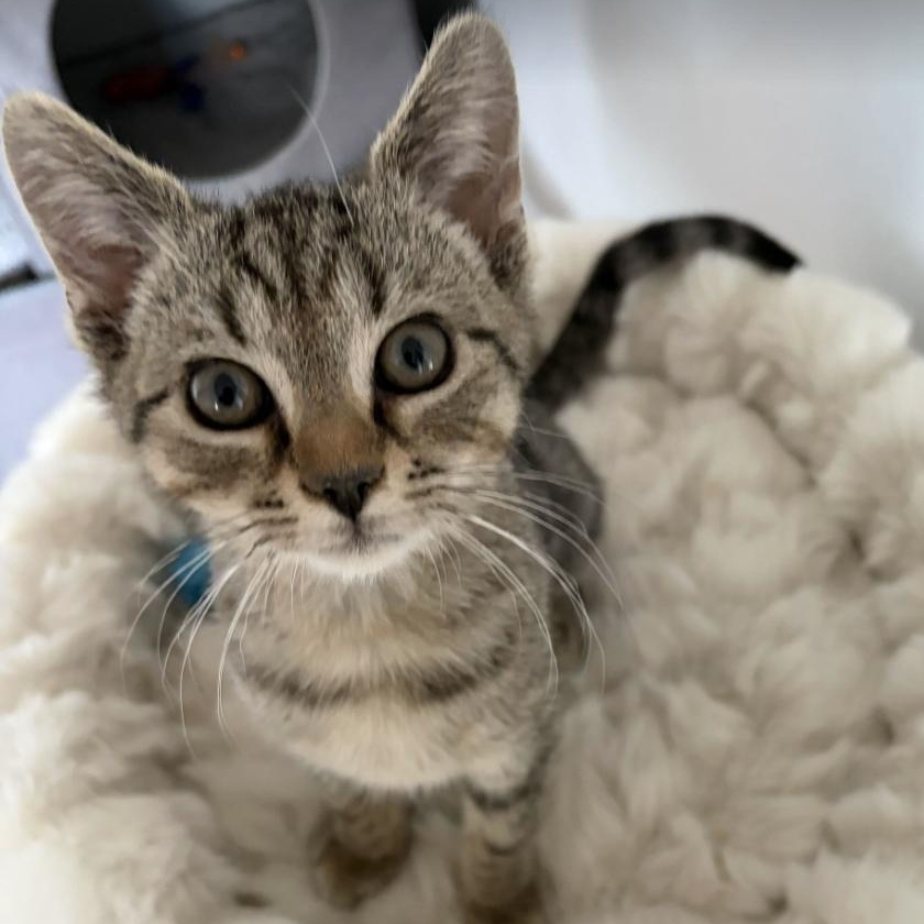 Stalagmite, an adopted Domestic Short Hair in Roanoke, VA image 1/2